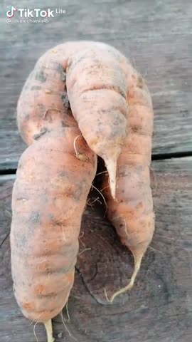 Зубенко_М_П_