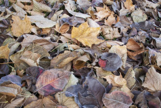 depositphotos_35280089-stock-photo-fall-leaves-texture-background