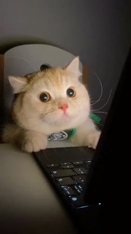 thecutedailycats-___CUGpOHEJPIH___-