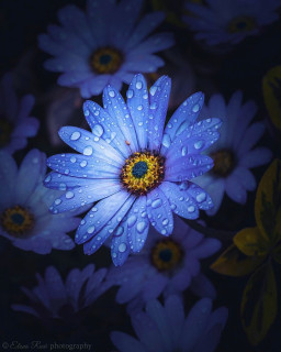 charming_nature__-___CUIGWaMAzVu___-2