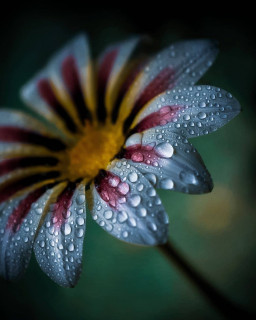 nature__now-___CUU2kKjMROn___-4