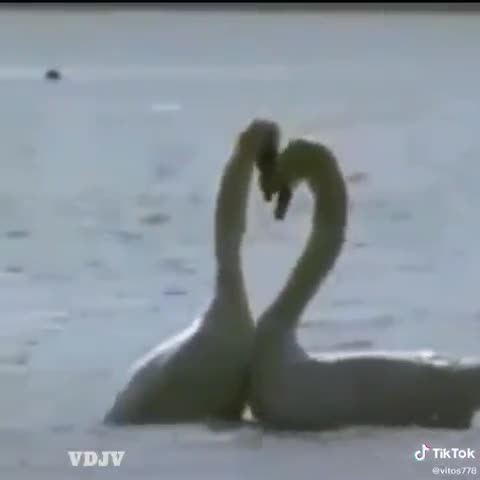 Лебединная_верность