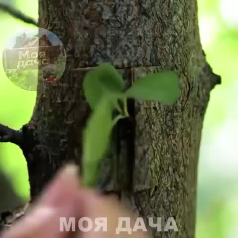flower_edem-___CVVzIRAoGEs___-