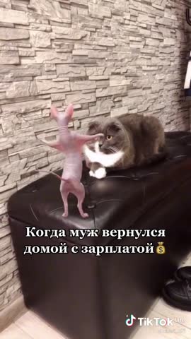 81c791ddeb740eff5a7bacd47cafb3cf