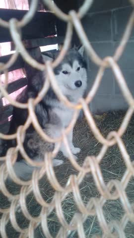 video-f50bf3b3bc248699fd8178b104166782-V