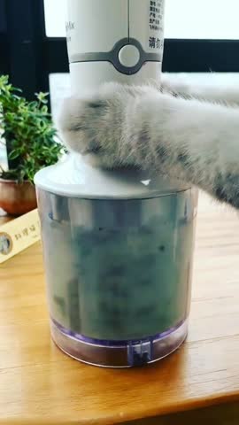 funny_cats_club-___CV4W7VAJx4Z___-