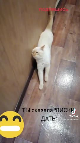 video-40e5dacc0502680453b6ab5c9338f373-V