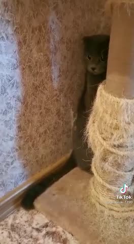 video-c1920dc247fedbdd409077fe6e10f23a-V