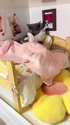kittens_pla_4164