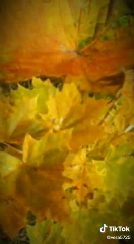 Foiz__VID-20211120-WA0014