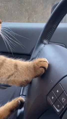 cats_loovely-___CWazKuhqSs0___-