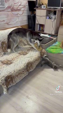 -Кошка-Собака-