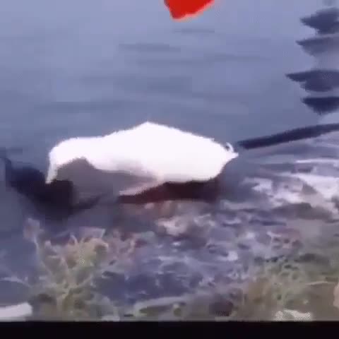 учитесь человечности у животных