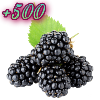 Foiz__AddText_12-01-11_36_30