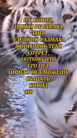 Берегись_Тигрёнка