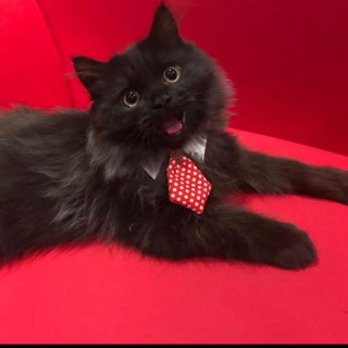 bestcatpla-___CWx9pJ_rk1Y___-