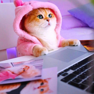 worldofcats_ing-___CWx4S4Yqqxz___-