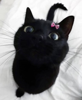 blackcats_world-___CV71GnvKtLk___-