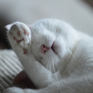 courtlycats-___CV-xBS4Bjj5___-3