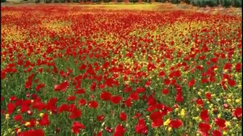 krasivaja_melodija_duduki-_im