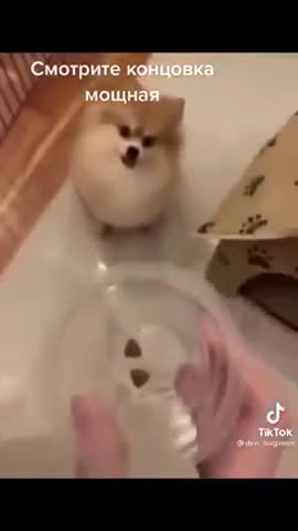 Сабачка