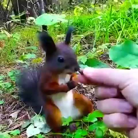 Белочка