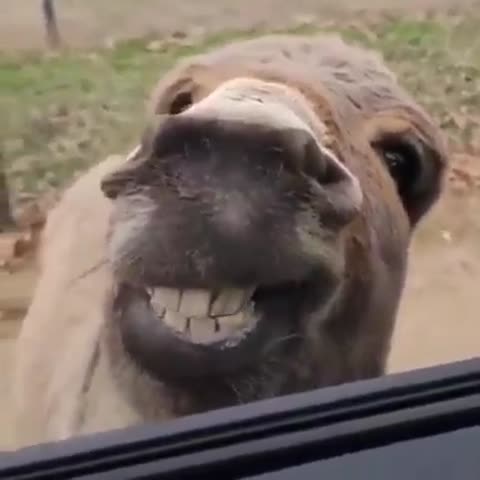 Прикольный_осел