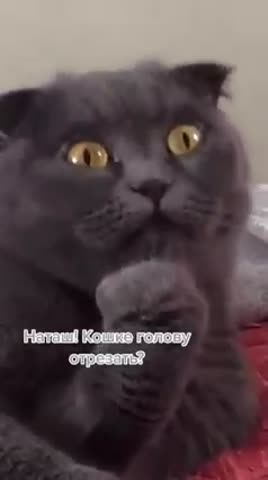 Коту_голову