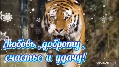 vidmo__275_-S-Nastupayushhim-Novym-Godom-TIGRA-2022-Krasivoe-Novmp4_852_1