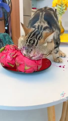 e8ceaea8ca3bc2c2a9c61d637b361698