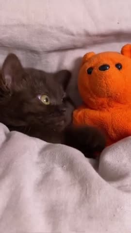 kitcat_tv-___CYGCEGnFCrK___-