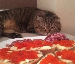 p0jjSWJOwFU