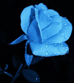 aliya_0fficial_-___CYbx2rbPbT5___-