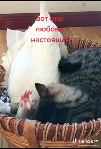 video-6ab0b56be2ed93a529c70f04e355fa31-V