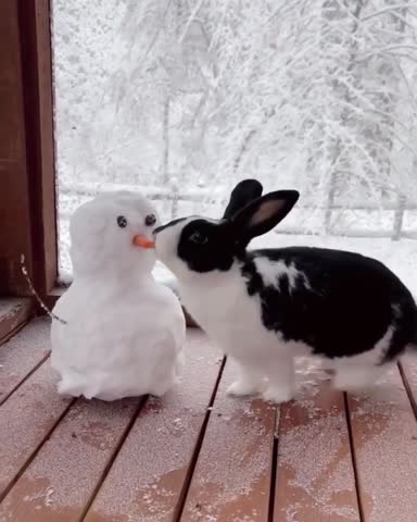 thebunnynation-___CYg7J-GLOe9___-
