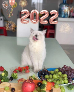 catniverz-___CYKstLKKErF___-