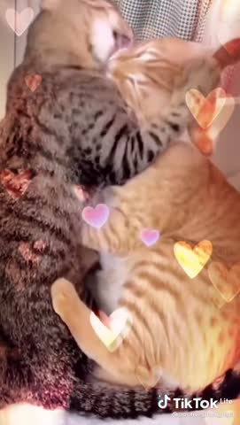 video-499dc92e9e3409fdcb307f2629d7a81e-V