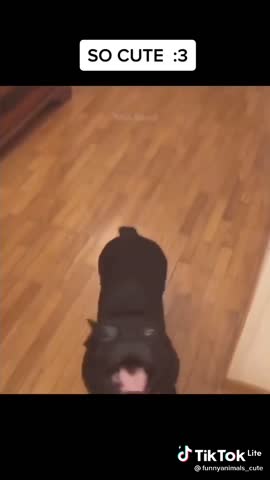 5ad66e0997a3bd85395a39ba38268ebc