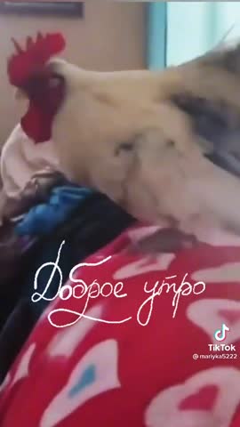 -Доброе-Утро-