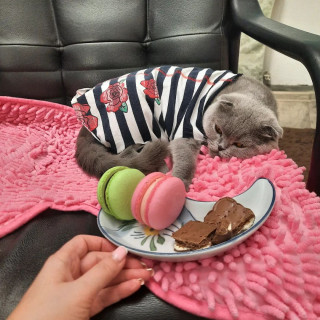 steha_cat-___CZGiGWmqPET___-