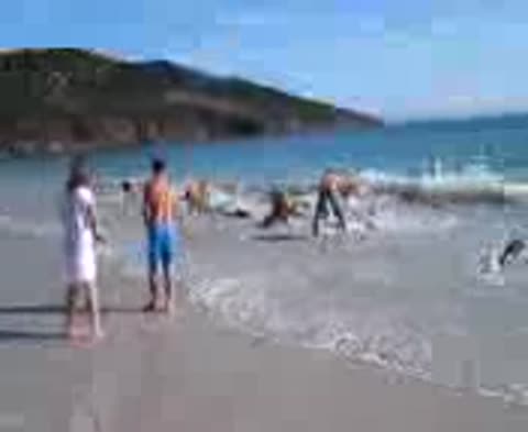 vidmo__V_Brazilii_turisty_spasli_30_delfinov_480-_im