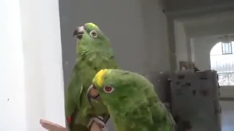 дуэт_пьяных_попугаев