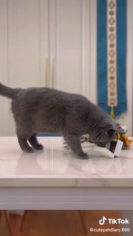 e4bc74ded794aafc5ccd5b382ad6779d