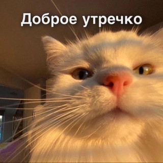 ok6VMjYXK1k