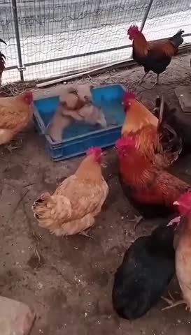Петухи и их куры устроили собачьи бои