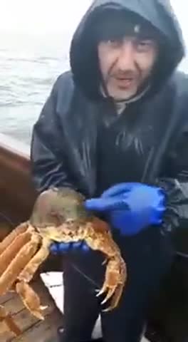 Краб_фашист_в_каске_скачатьвидеосютуба_