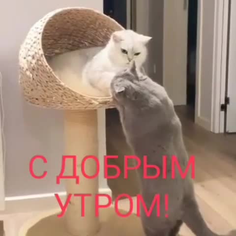 alf_1909-___Catbp8yAjo2___-