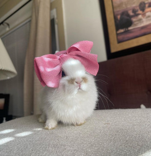 bunnydayoff-___Ca5G_bSpk-j___-3
