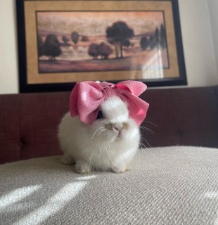 bunnydayoff-___Ca5G_bSpk-j___-2