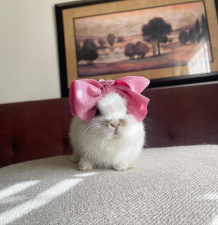 bunnydayoff-___Ca5G_bSpk-j___-1
